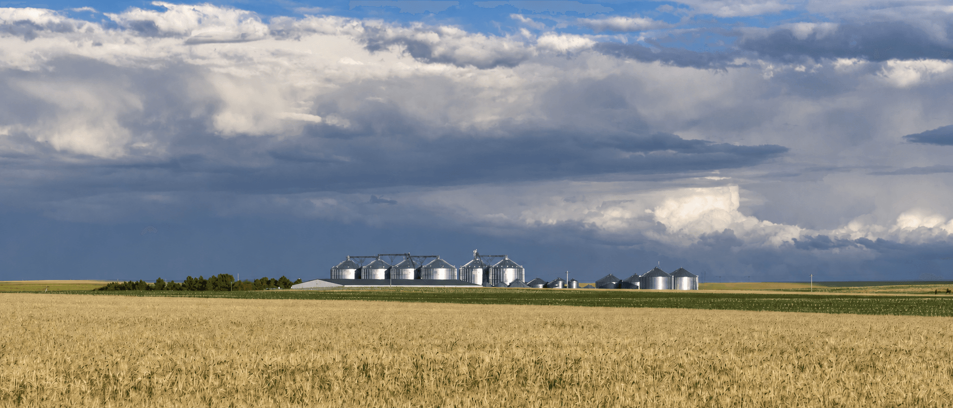 Campo de trigo con silos de granos en el horizonte